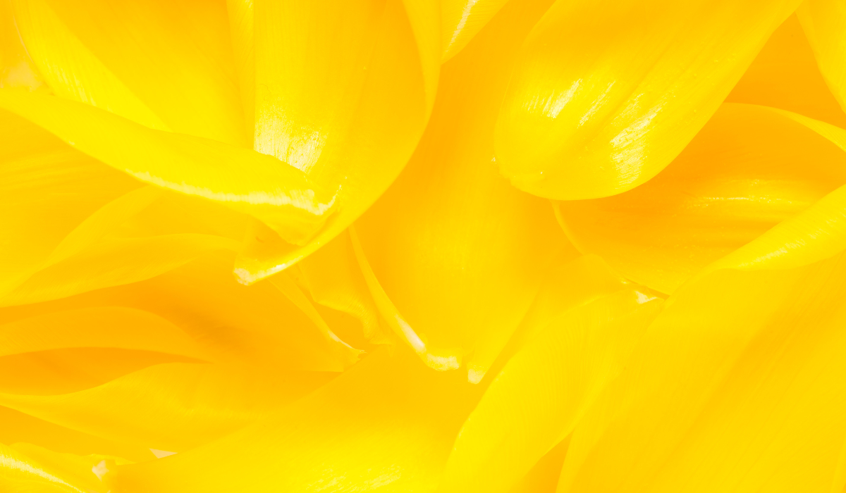 黄色い花びらのクローズアップ背景